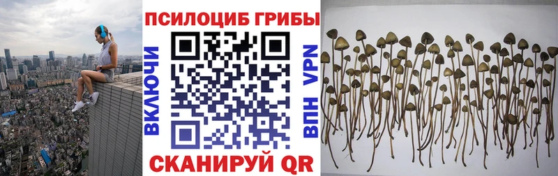 Галлюциногенные грибы Psilocybine cubensis Шенкурск